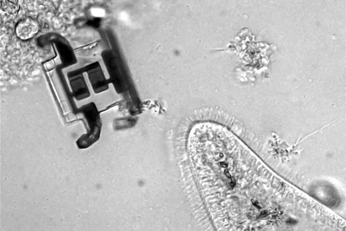 The new micro-robot design (top left), next to a paramecium (bottom right)