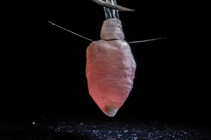 Harvard scientists have grown a beating human heart ventricle to help model disease and drug treatments