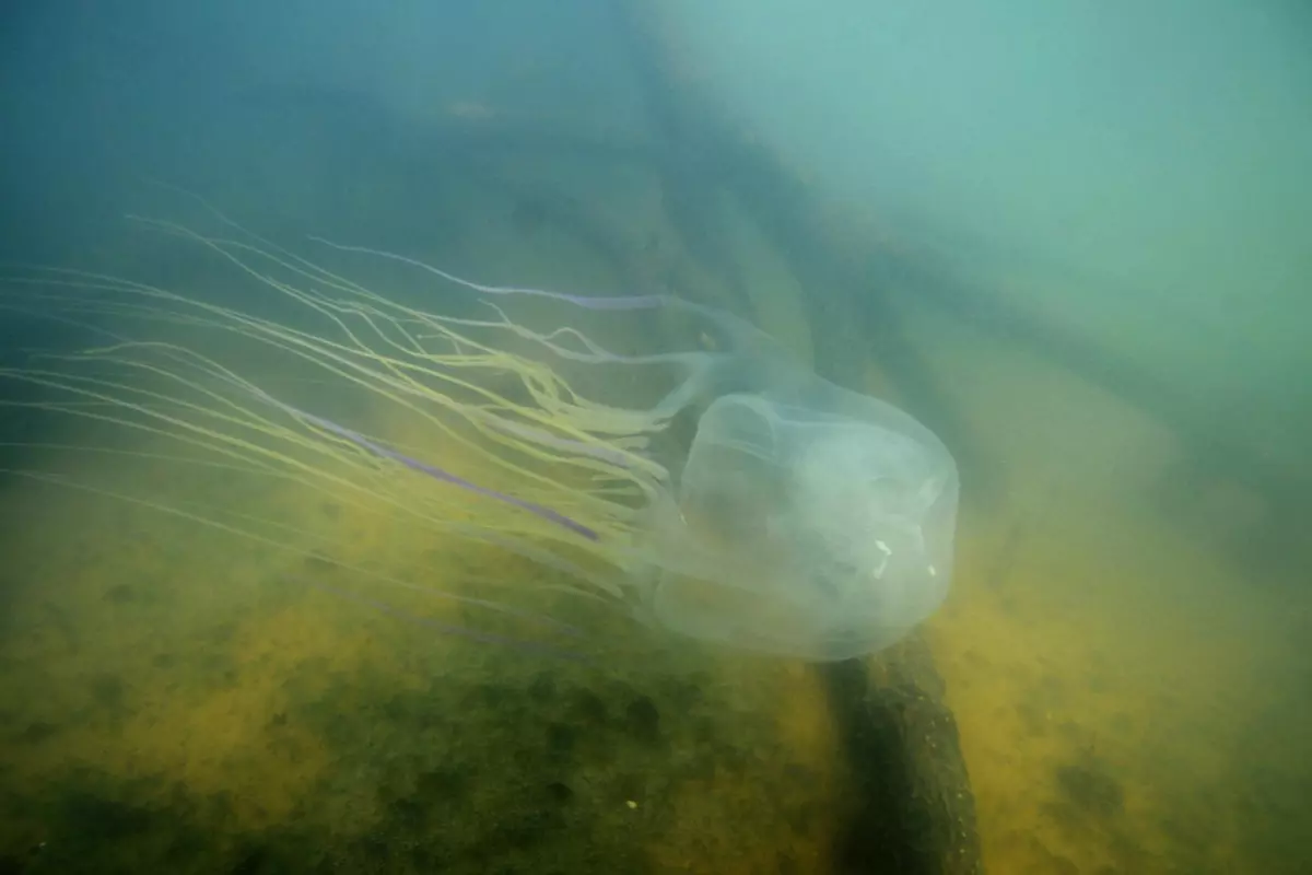 The scientists utilized venom from Chironex fleckeri, the larger and more deadly of the two box jellyfish species