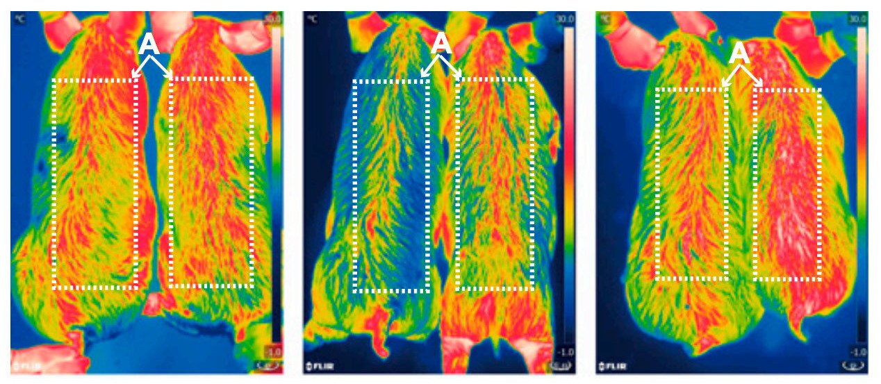 Infrared pictures of 6-month-old pigs taken at zero, two, and four hours after cold exposure show that the pigs' thermoregulation was improved after insertion of the new gene. The modified pigs are on the right side of the images