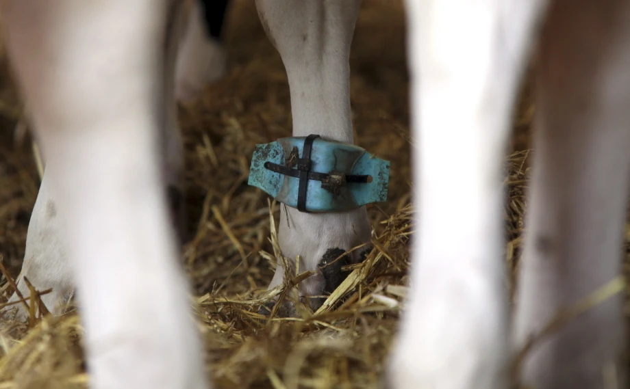 Pedometers are being used to check how active cattle are
