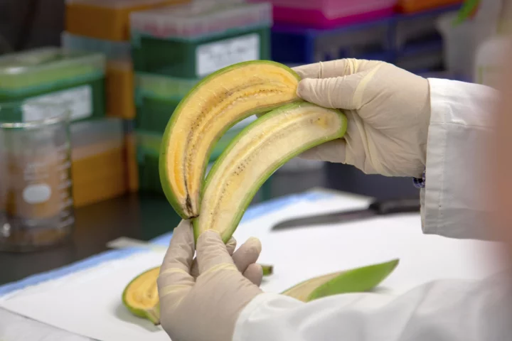 One of the golden bananas (top), along with a regular Cavendish banana