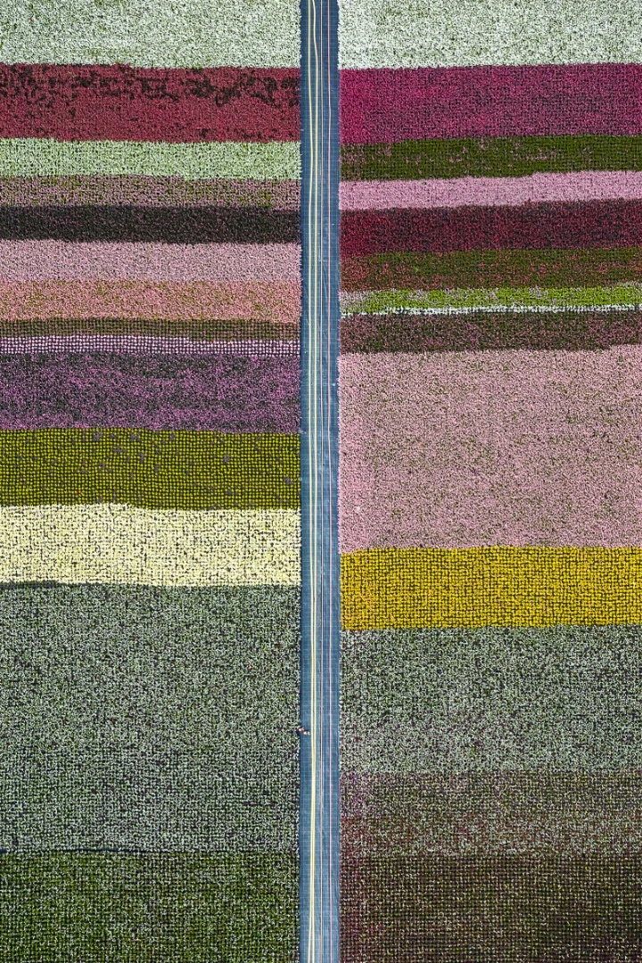 The Cultivation Series: Dedicated to the art of gardening, this series is an examination into the ways humans corral nature