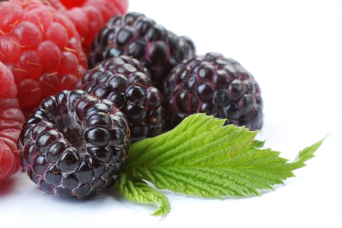 Scientists have yet to determine which compounds within the berries are responsible