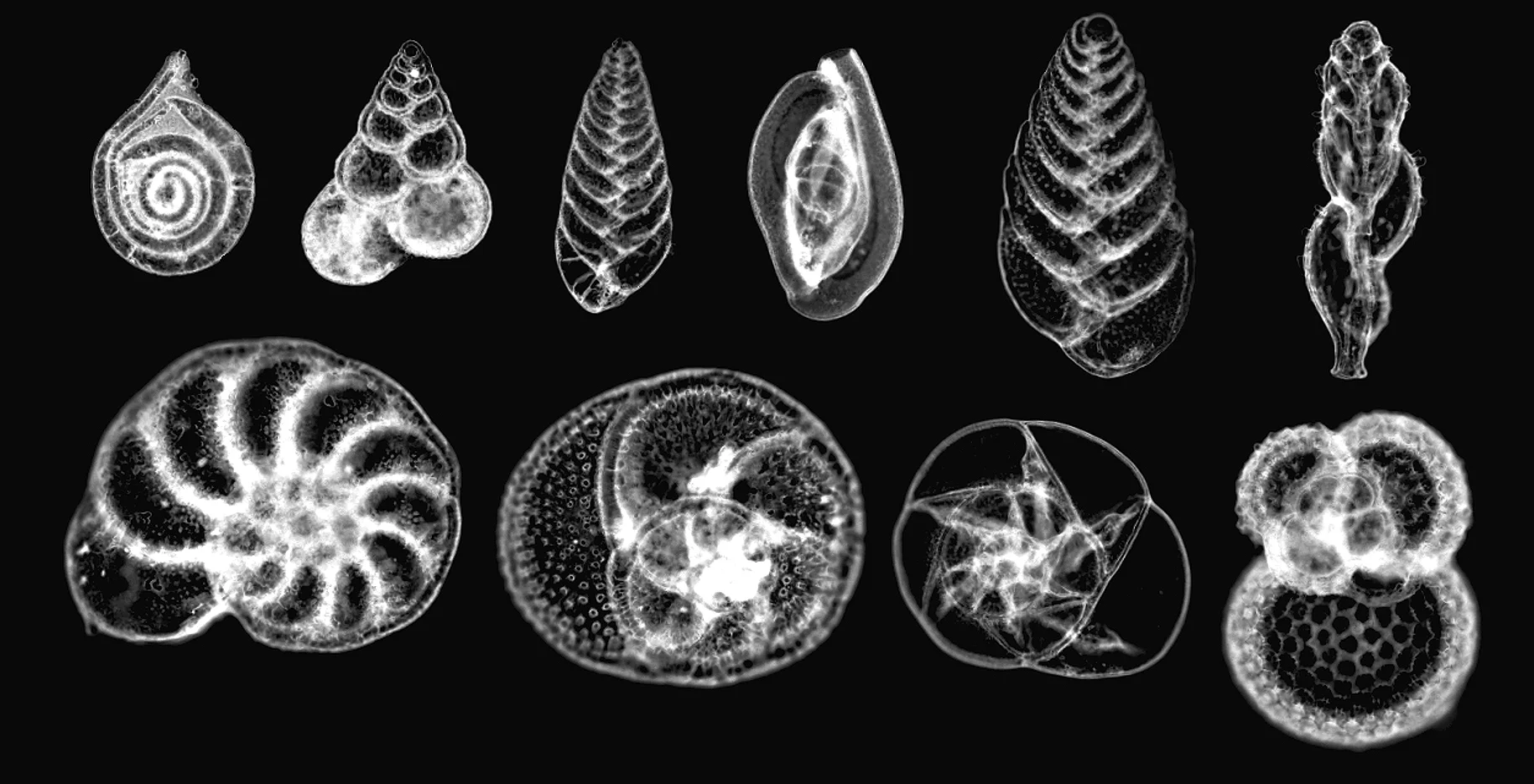 A photomicrograph showing species of foraminifera
