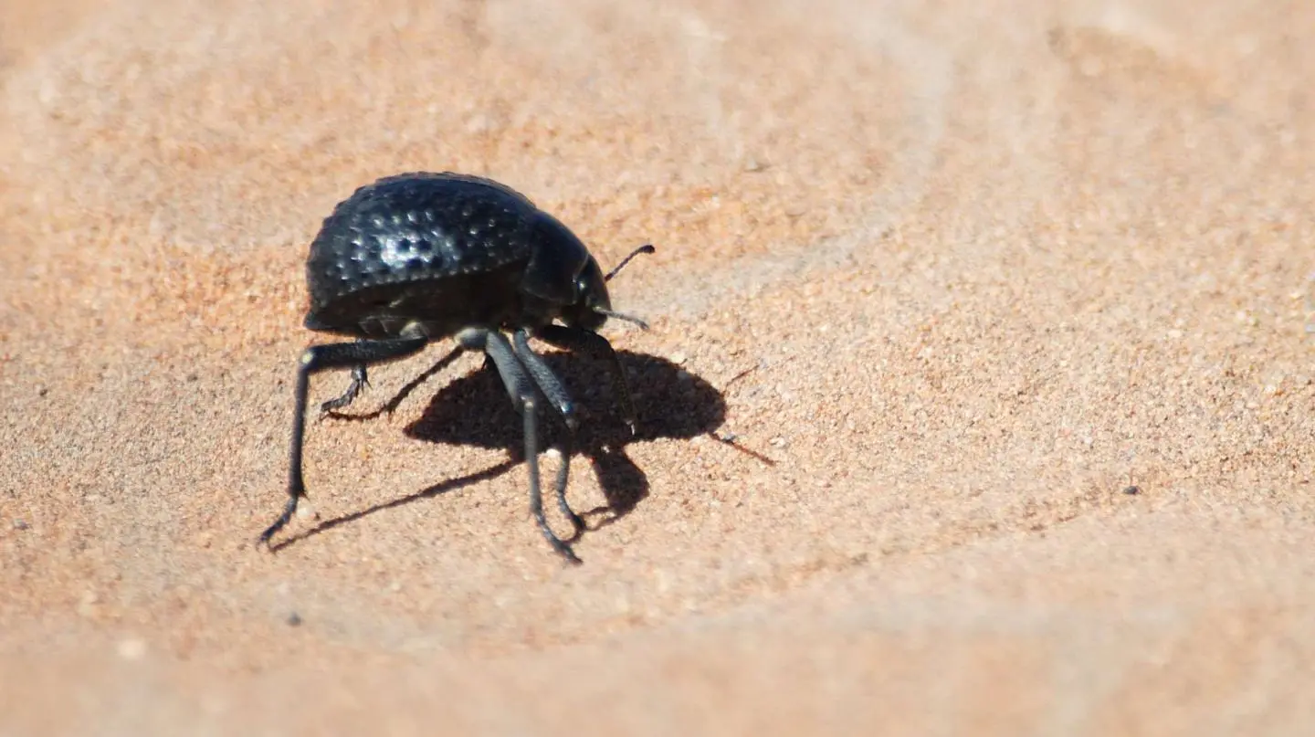 The Namib Desert Beetle, which lives in one of the hottest places in the world but is still able to gather water, has inspired a way to prevent ice buildup on surfaces