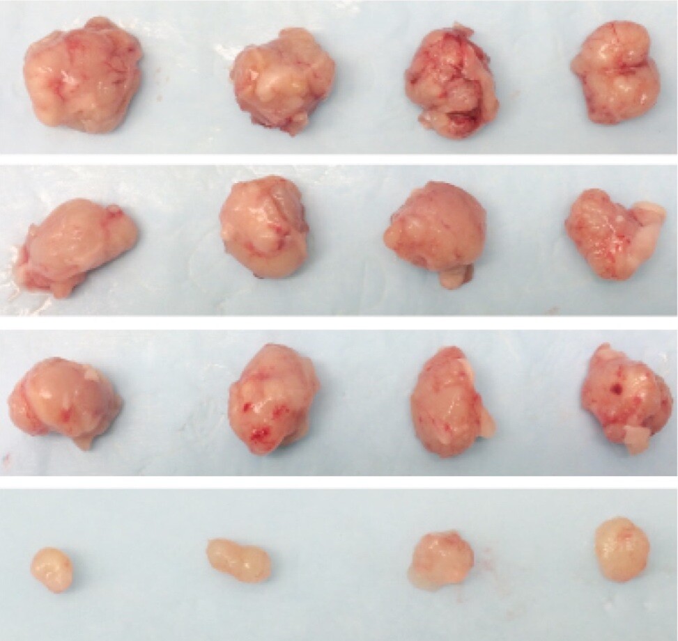 The bottom row shows tumors treated with the drug combo, compared with tumors without treatment or with single treatments in the rows above