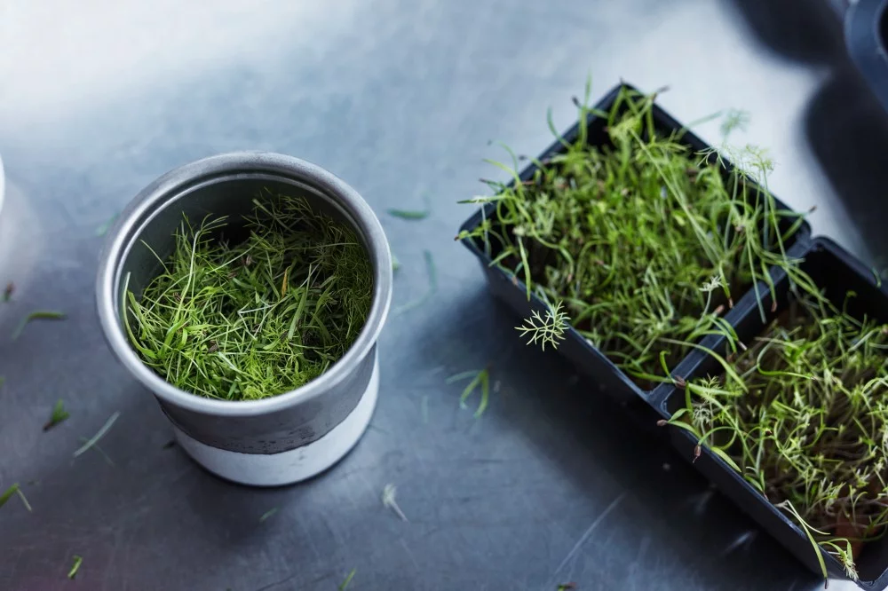 Blending micro greens in popsicles