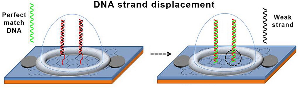 The DNA probe contains a double helix with two complementary DNA strands that have been altered so that they do not bind strongly to one another