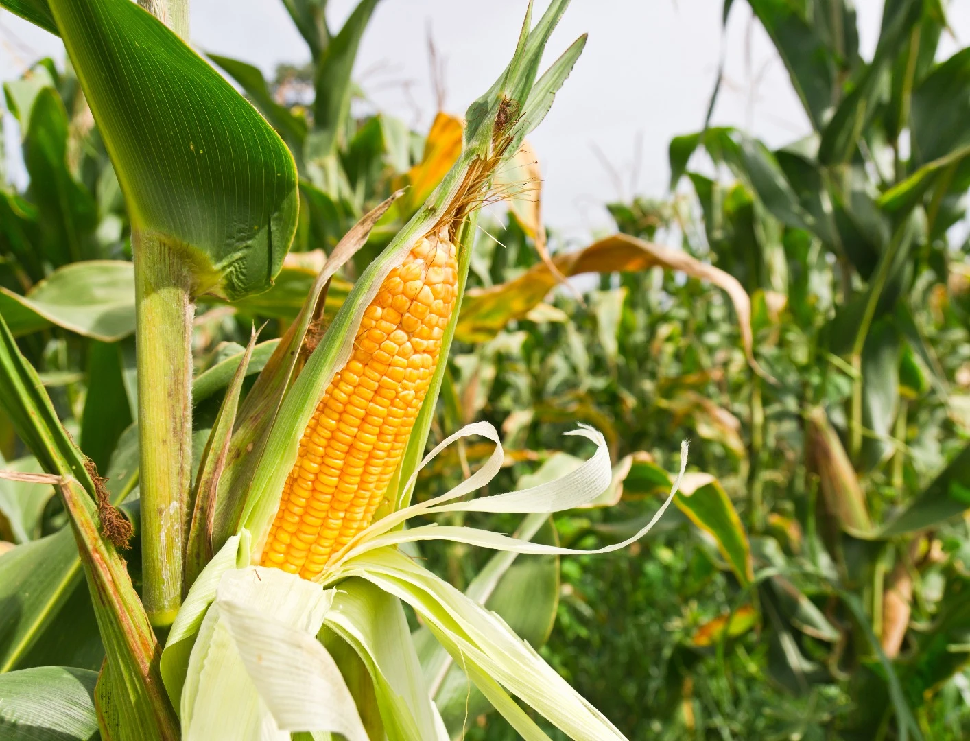 Reebok's Cotton + Corn shoes will be made from a corn-derived rubber, along with organic cotton
