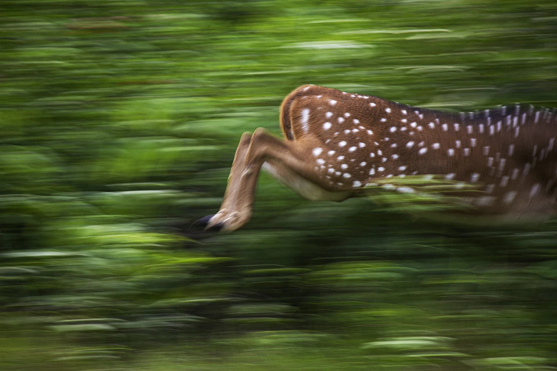 Special Mention - Young Photographer. Of Life and Death, Nagarahole National Park, Karnataka
