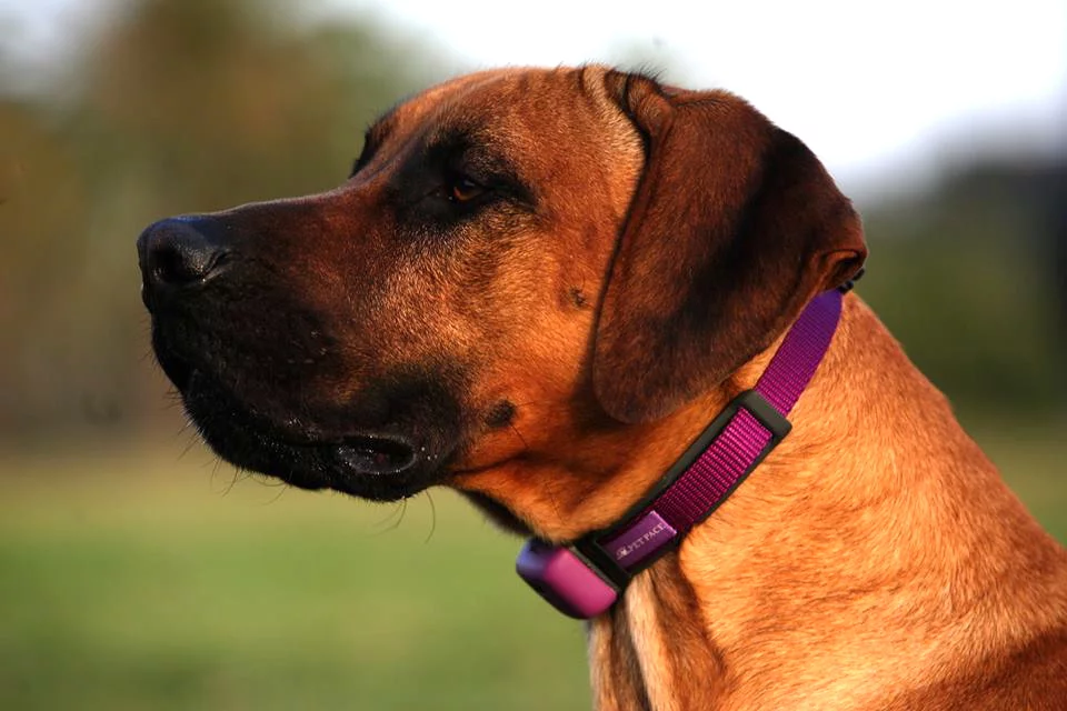 The PetPace collar tracks your pet's vital statistics