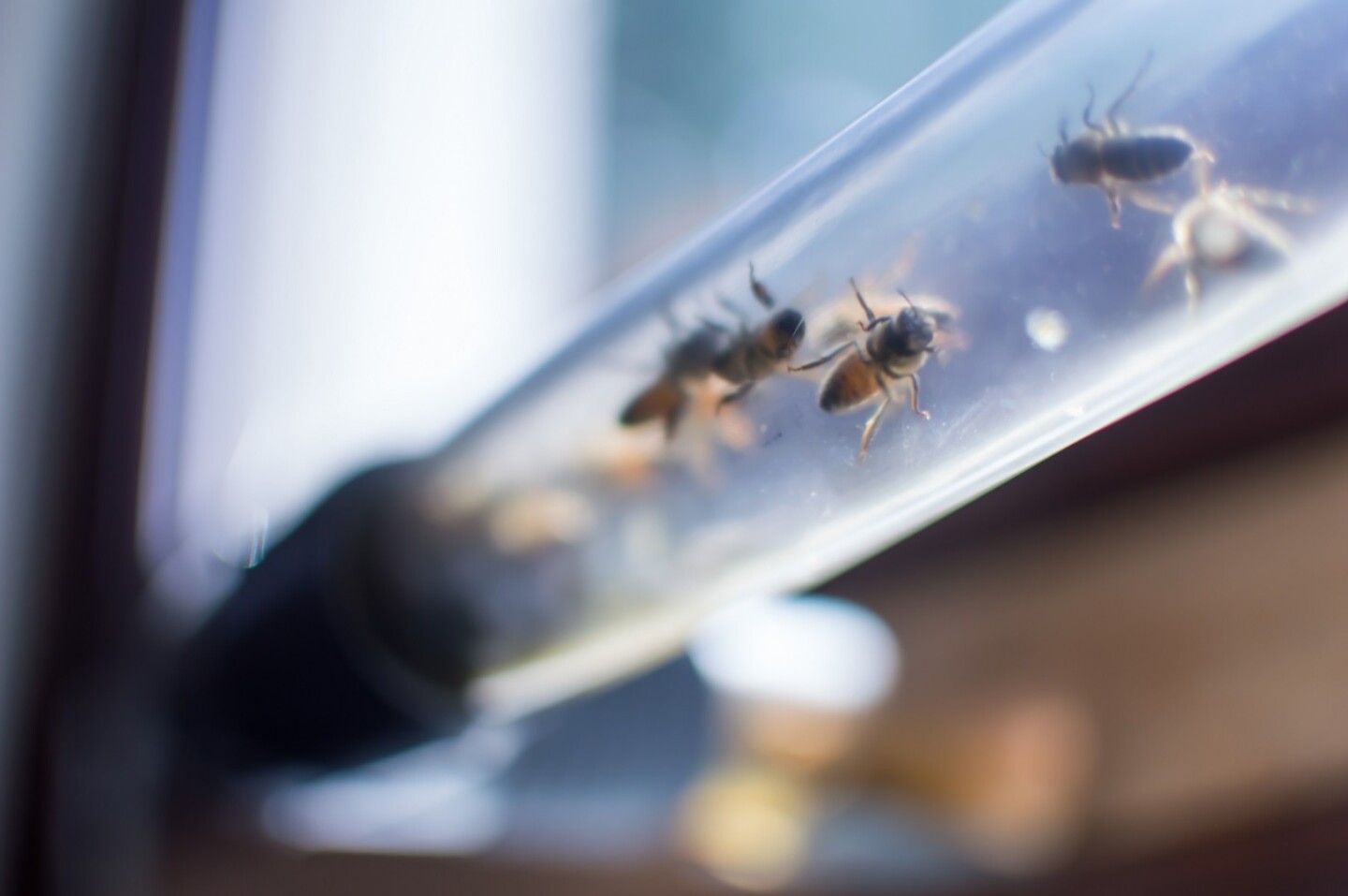 The BEEcosystem has a tubing system that gives its bees outside access via a nearby window if it is installed indoors
