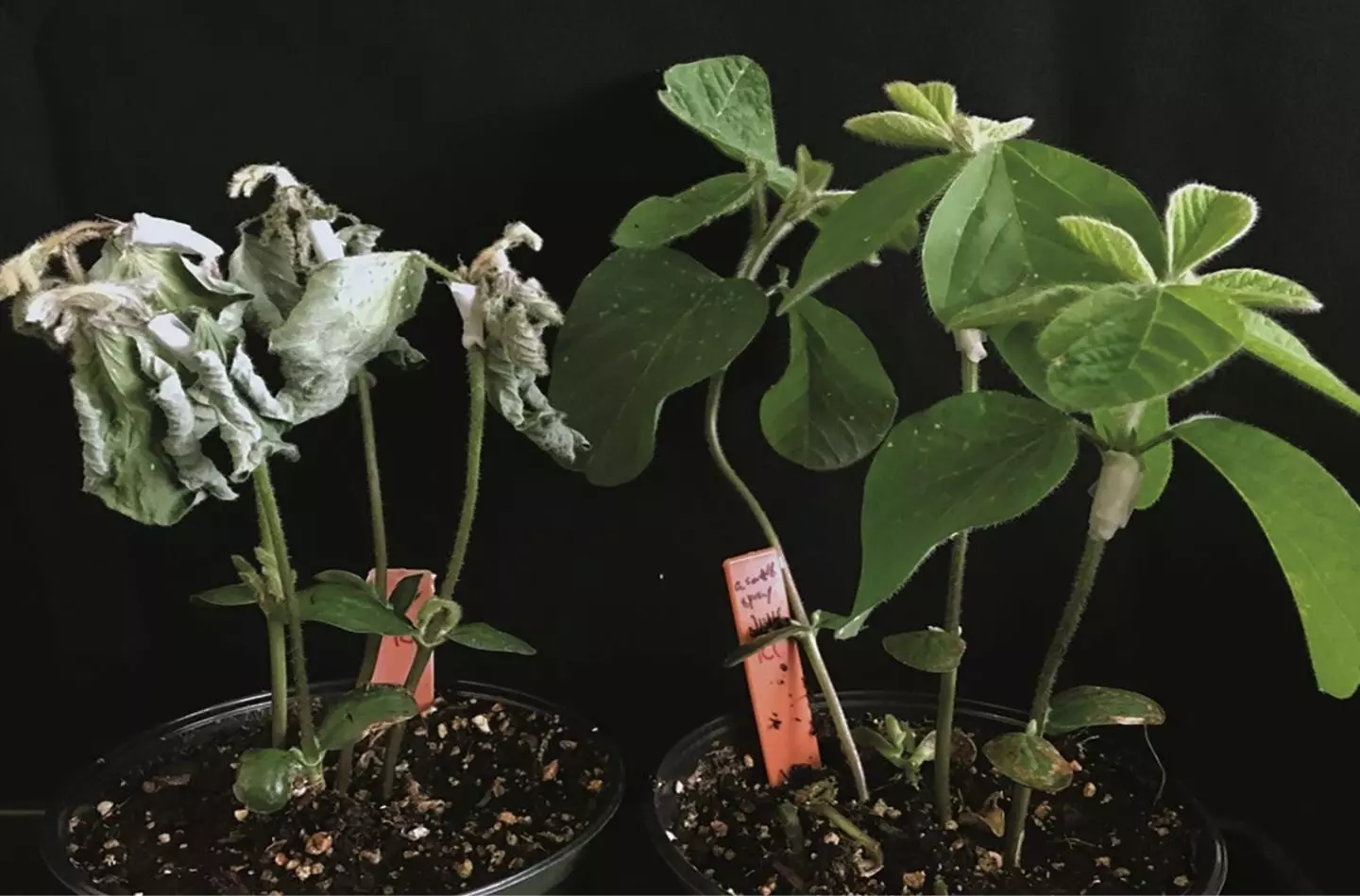 Treated (right) and untreated soybean plants, after being exposed to Phytophthora sojae mold