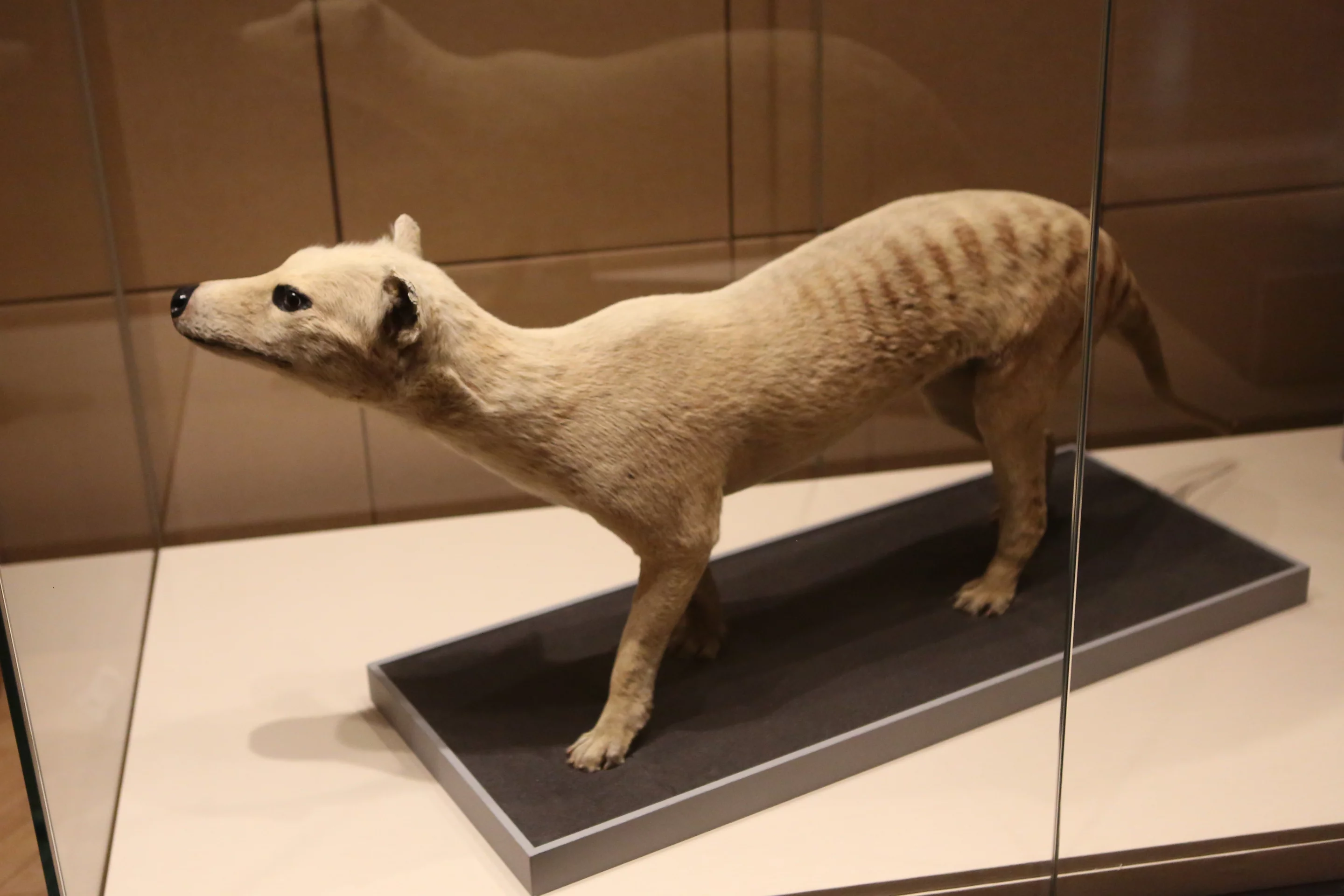 The thylacine, or Tasmanian tiger, was considered a pest and was wiped out by farmers in the late 19th and early 20th centuries. The last known specimen died in captivity in 1936.