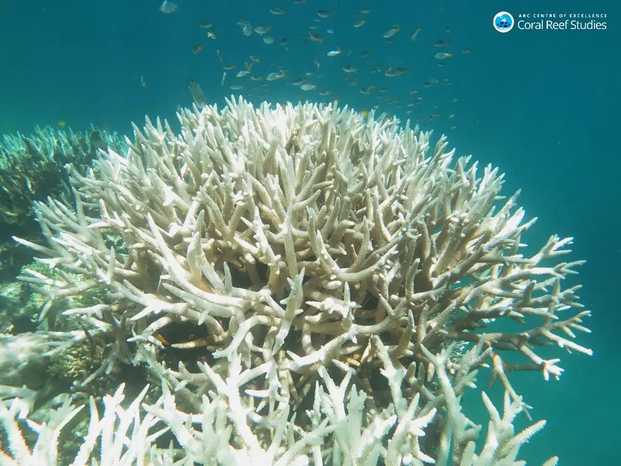 Bleached coral on the Great Barrier Reef