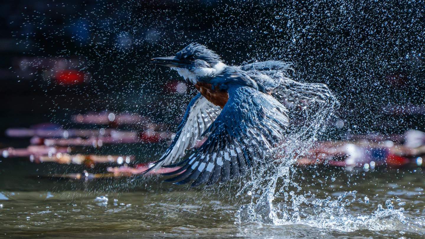 2025 Grand Prize Winner, Chile and Colombia: Ringed kingfisher (Megaceryle torquata) by Felipe Esteban Toledo Alarcón (Chile)