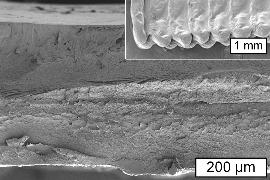 This image from a scanning electron microscope shows a cross section of an object printed using cellulose and the inset shows the surface of the object