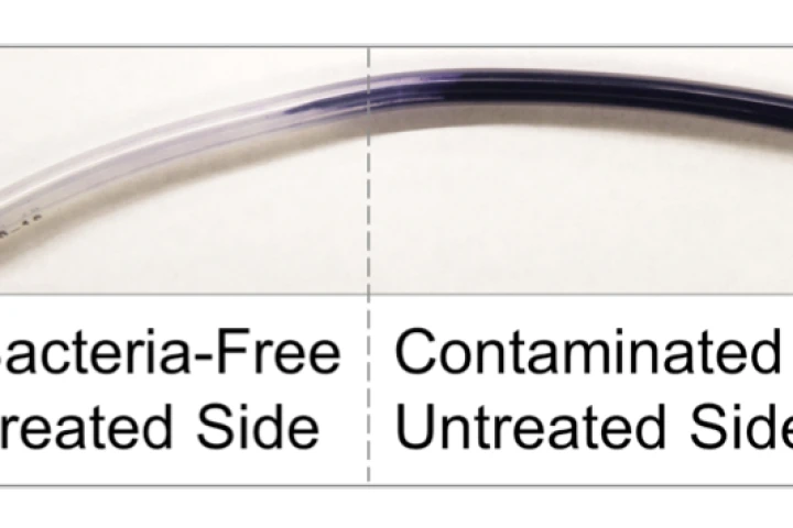 Bacterial biofilm formation on the right side of medical tubing is visible after being stained, whereas the treated section of the tubing on the left remains biofilm-free (Photo: Wyss Institute at Harvard University)