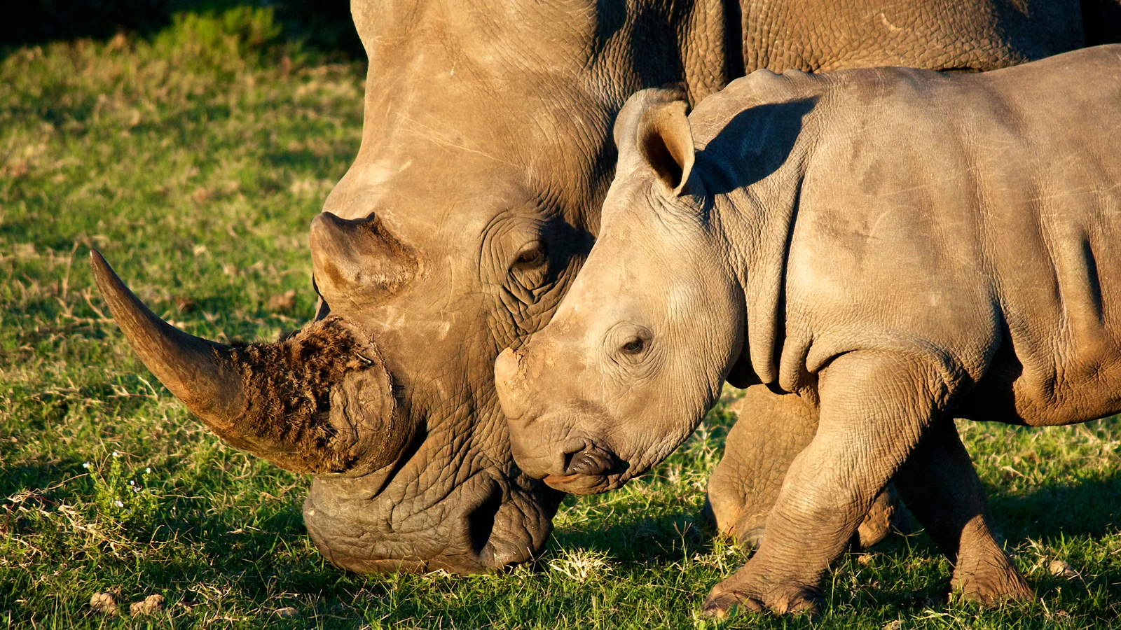 Endangered White Rhinos such as these could soon be getting some protection from an aerial drone (Photo: Shutterstock)