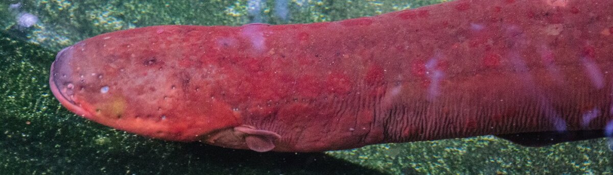 Electrophorus varii swims through murky, slow-flowing lowland waters