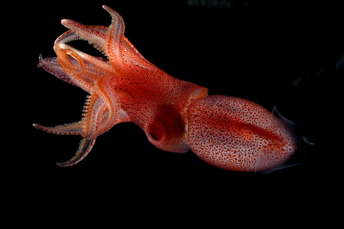 Histioteuthis heteropsis, also known as the cockeyed squid, has two different types of eyes