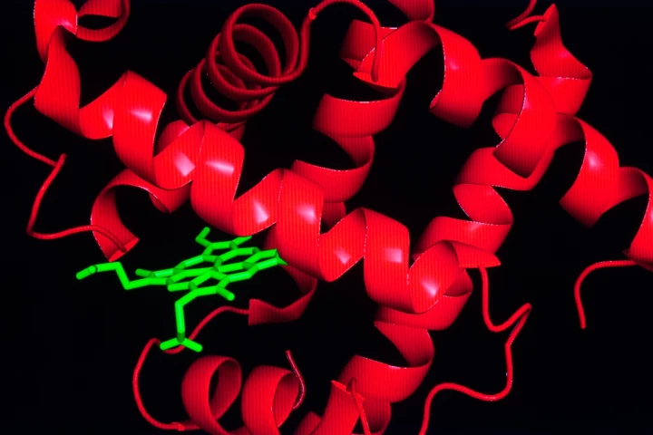 Whale myoglobin may hold the key to creating synthetic blood