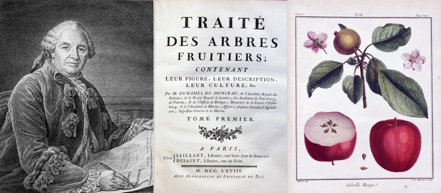 Henri-Louis Duhamel du Monceau (1700-1782) was an extraordinary individual whose diverse talents enabled him to conquer many fields of endeavour. Born into a wealthy farming family in France, he was educated in Law at Orleans University, then studied at the Jardin des Plantes, where he discovered the fungus disease affecting the saffron crocus, an important cash crop of the era. This work gained him membership in the prestigious Academie des Sciences and he went on to study trees, especially fruit trees, and wrote many works regarding different aspects of tree cultivation.In 1731, he was appointed as Inspector General of the French Navy, where his work on boat building and rope making maritime subjects. His interests were united in attempts to grow trees that would provide the very best material for boat construction.His interests were many and one of his other works, L'Art de l'Épinglier (The Art of the Pin-Maker, 1761), raised the concept of the "division of labour" which is believed to have inspired Adam Smith's landmark 1776 treatise, An Inquiry into the Nature and Causes of the Wealth of Nations.