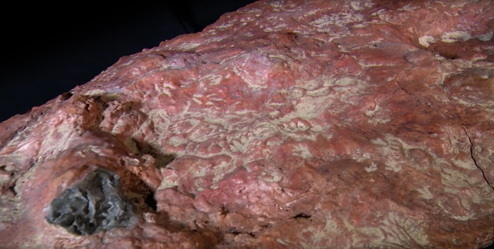 The Goddard slab contains more than 70 individual tracks left by eight different species, ranging from huge sauropods to tiny mammals