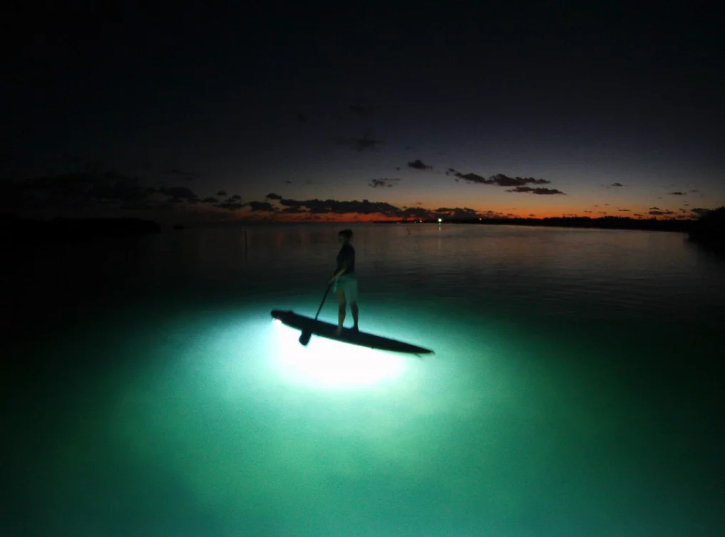 NOCQUA encourages paddlers to come out of nocturnal hiding
