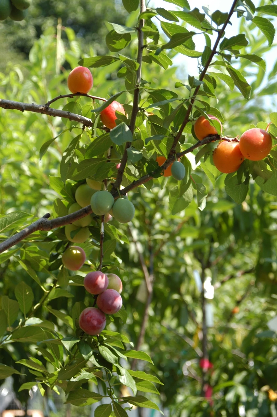 Among the fruits used are peaches, plums, apricots, nectarines and cherries (Image: Sam Van Aken / Ronald Feldman Fine Art)