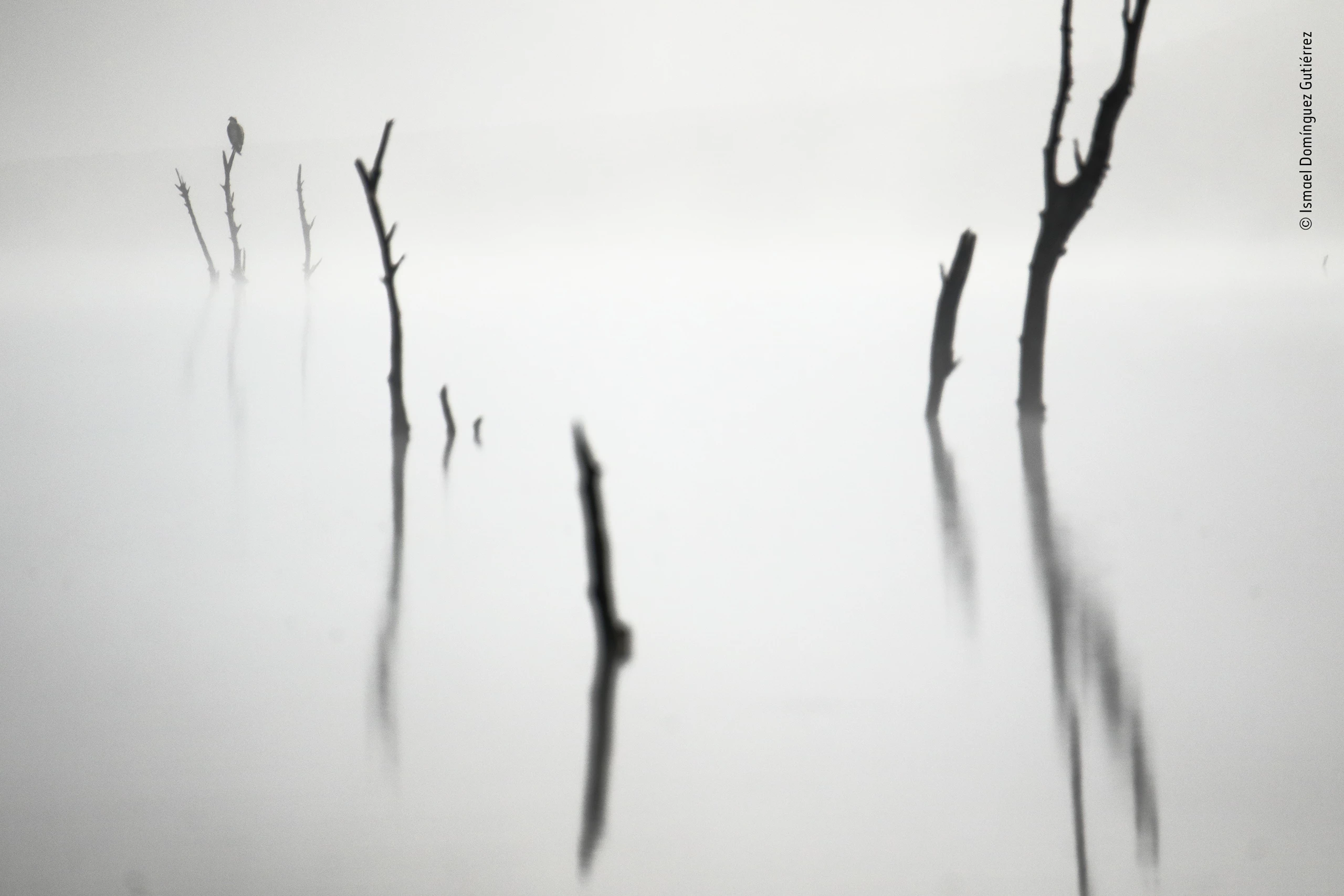 Winner, 11-14 Years. Out of the fog. An osprey sits on a dead tree, waiting for the fog to lift. Embalse de Los Hurones, Cádiz, Spain