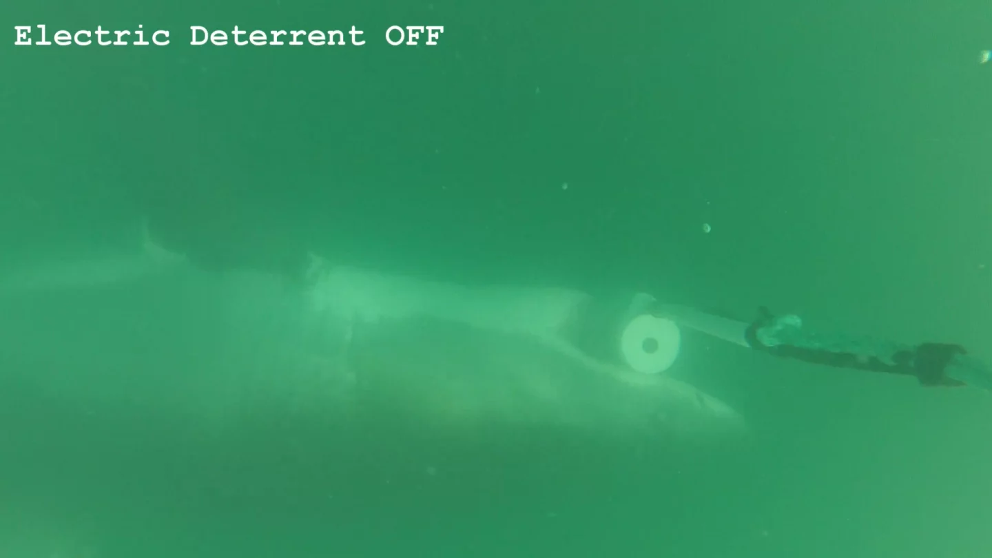 Kempster and his team fixed the Shark Shield to a rig in the waters off South Africa and attracted sharks by attaching a bait-loaded canister