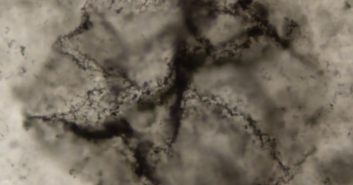 Carnegie Researchers Use Machine Learning to Identify 3.3‑Billion‑Year‑Old Biosignatures in Ancient Rocks