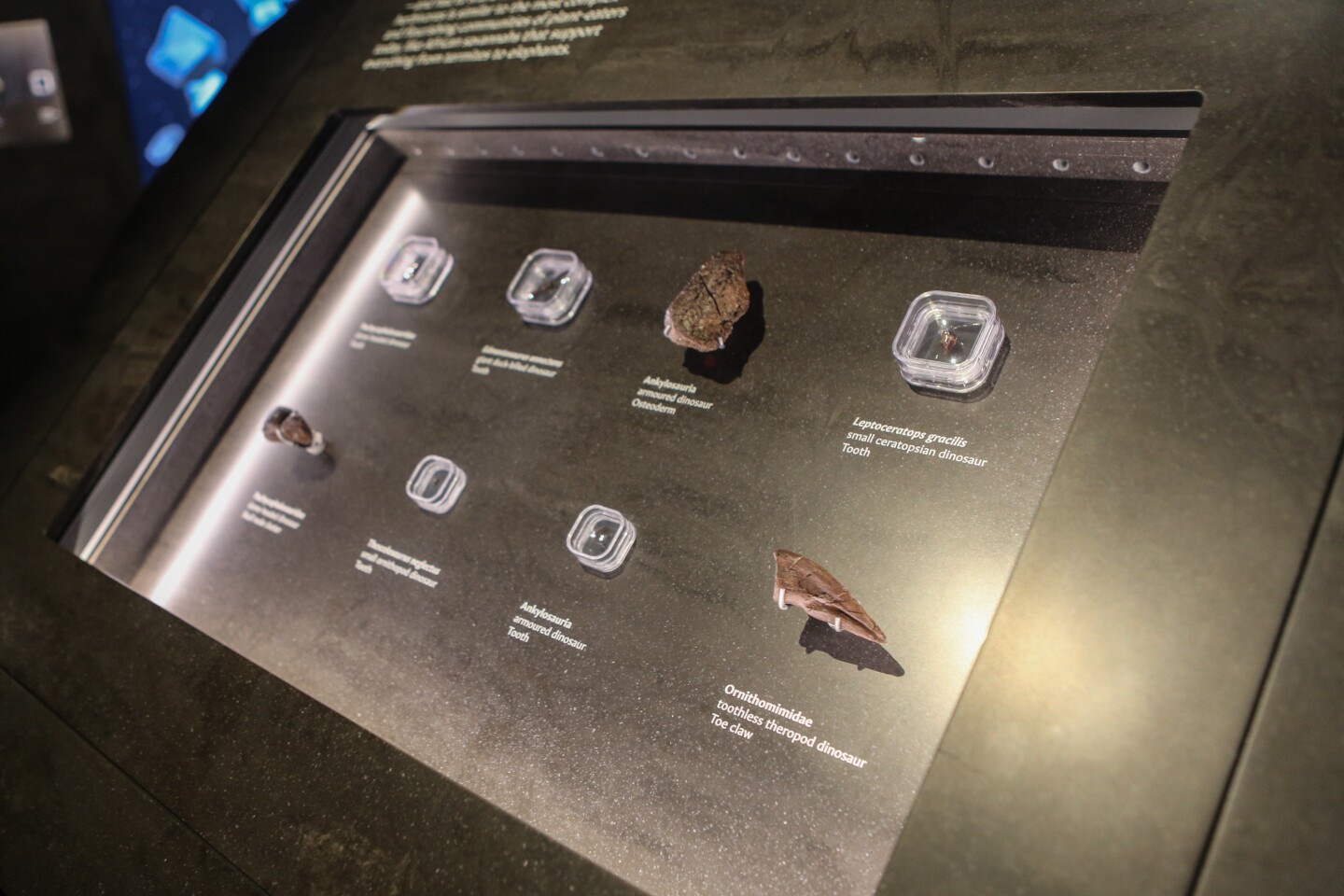 Display cases upstairs are filled with small fossil fragments of other species that lived alongside the Triceratops