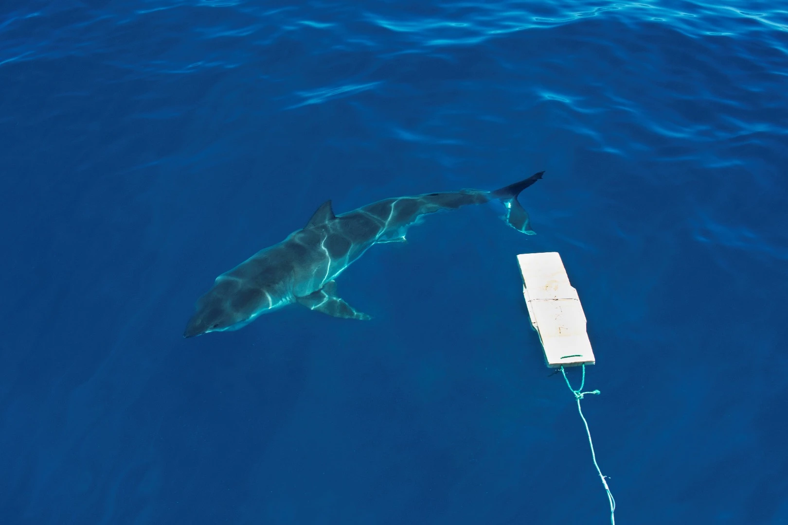 Field testing of various shark deterrent technologies