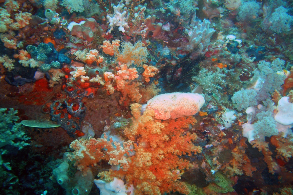 A sea sponge that inhabits Manado Bay, Indonesia, may be the source of a new drug to fight cervical cancer