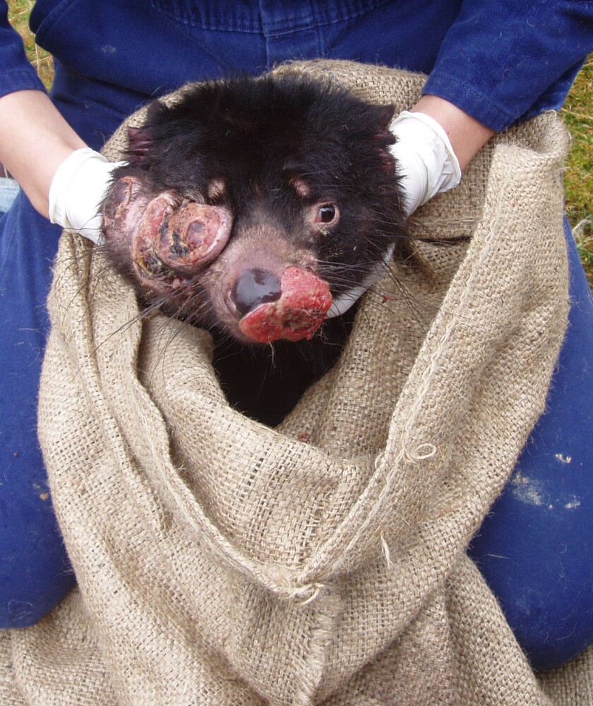 The Devil Facial Tumor Disease (DFTD) has wiped out 85 percent of the devils' population (Photo credit: Save the Tasmanian Devil)