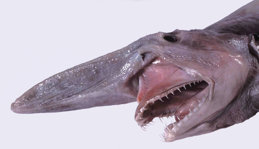 A close-up look at the head of the bizarre goblin shark