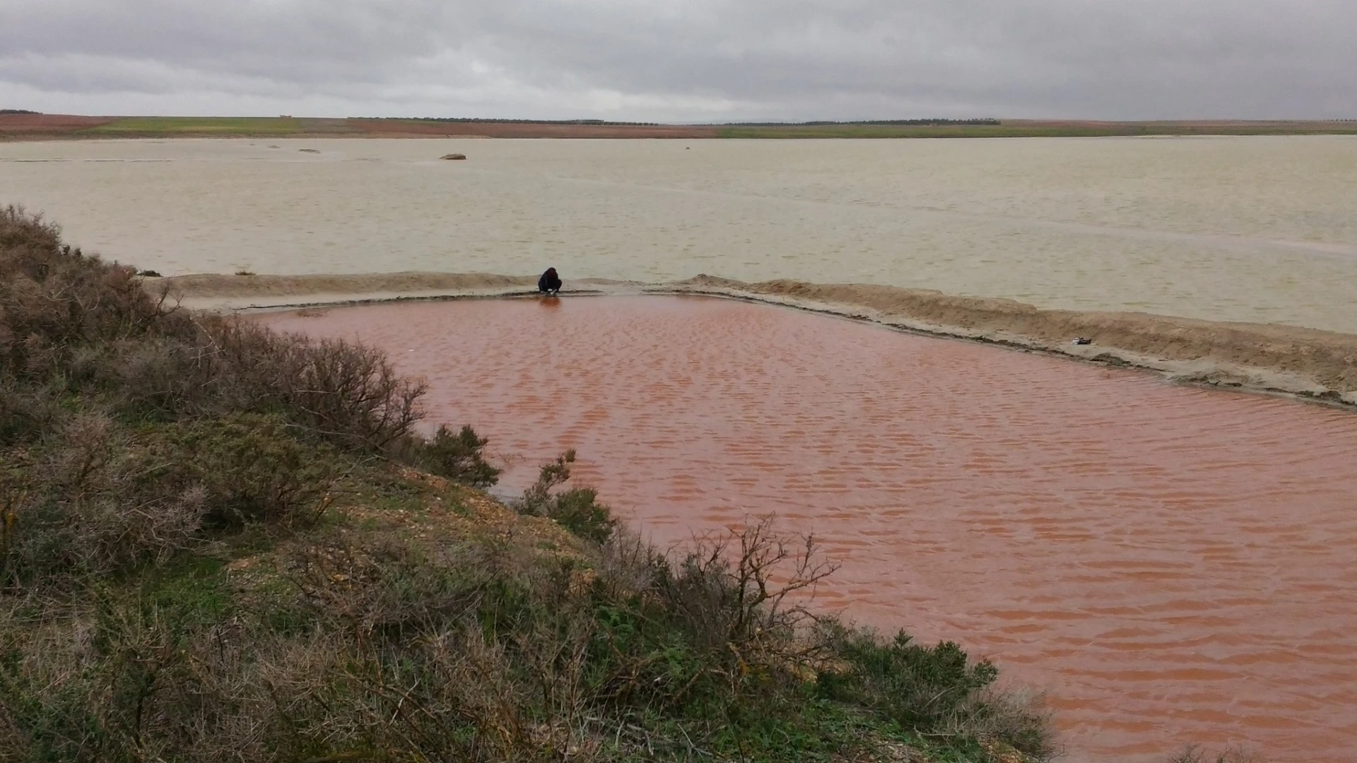 Dunaliella salina EP-1 is a salt-loving extremophile