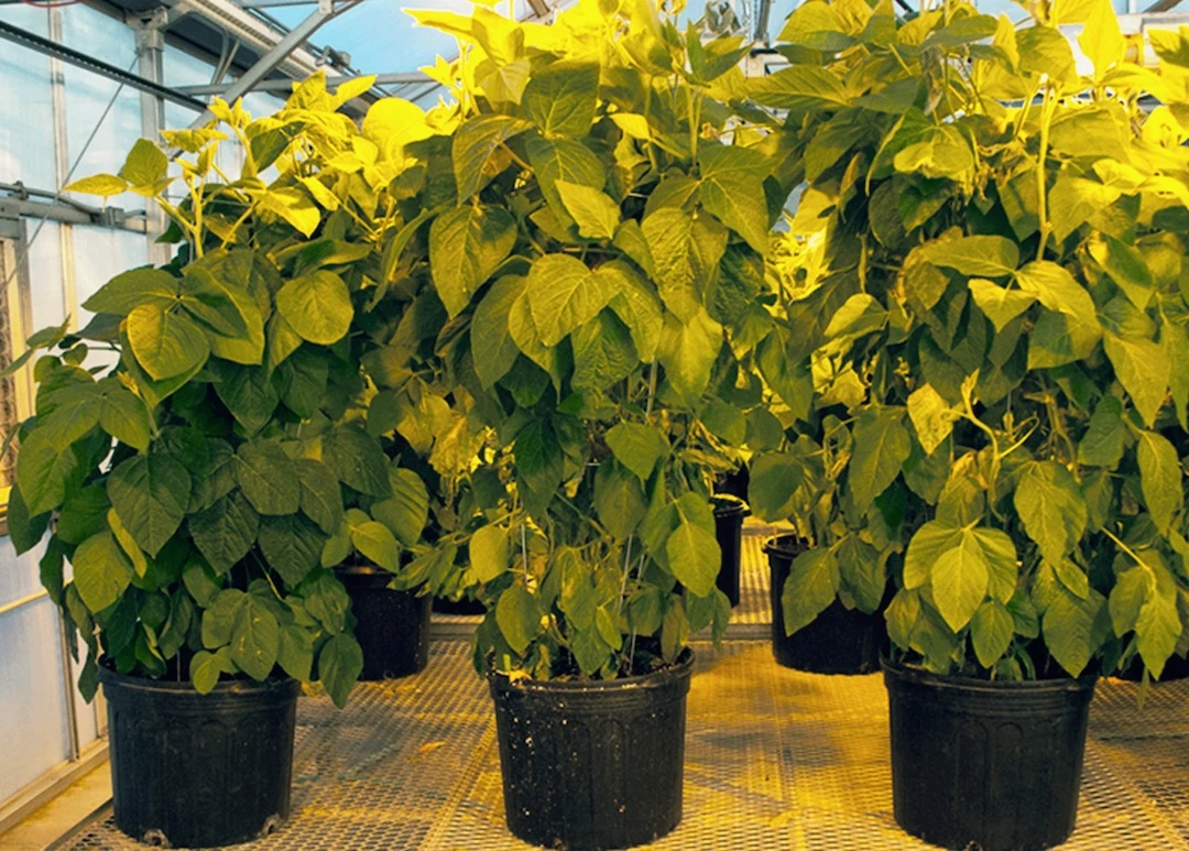By increasing the soybean plant's natural nitrogen allocation process, researchers have been able to increase the crops' yield and reduce the need for artificial nitrogen fertilizers