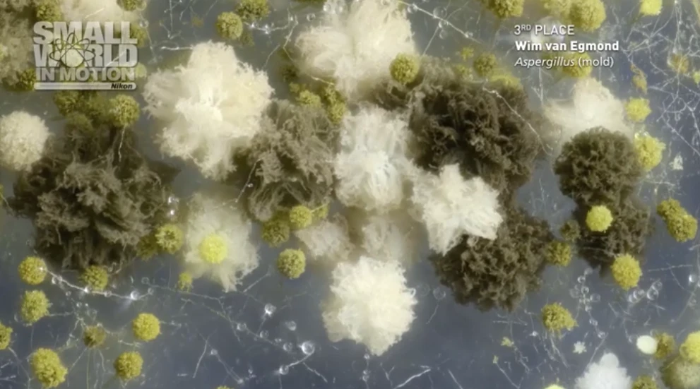 The third-place shot shows the fungus Aspergillus niger growing fruiting bodies