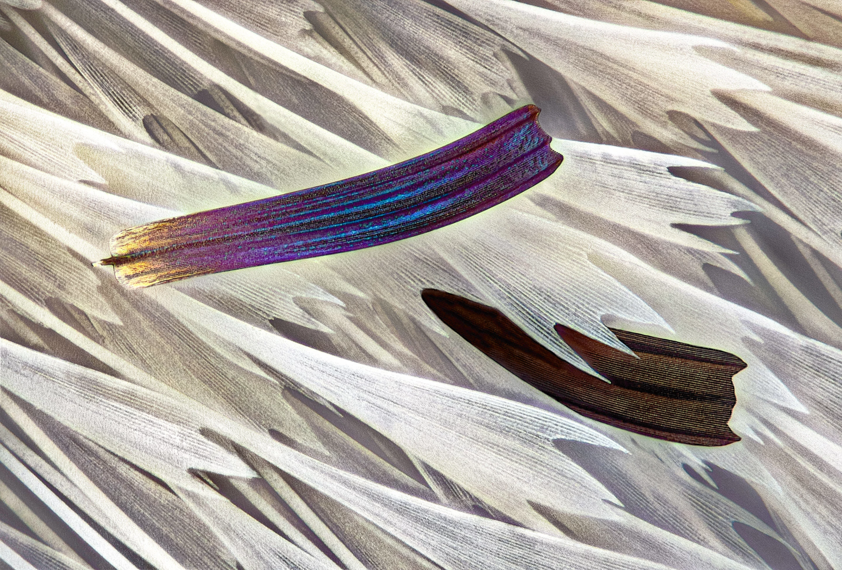 15th place: Isolated scales on Madagascan sunset moth wing (Chrysiridia ripheus)
