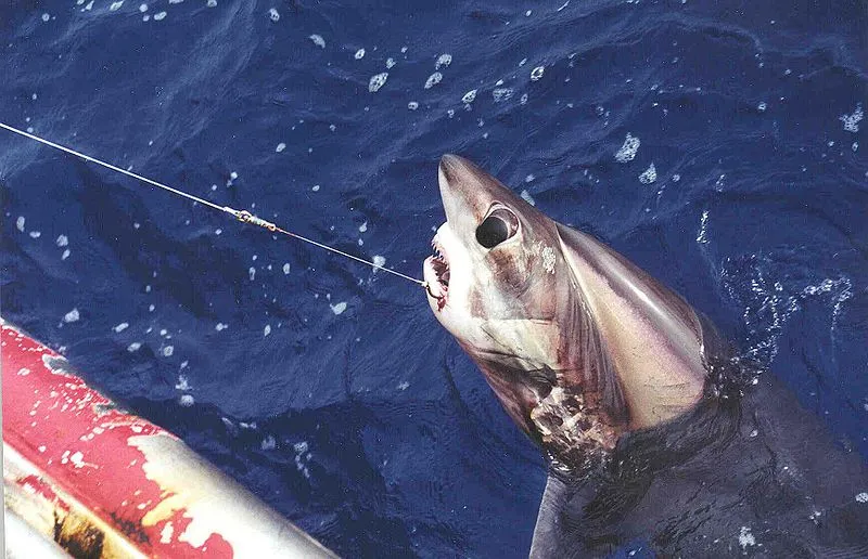 The SMART Hook is said to reduce unintended shark catches