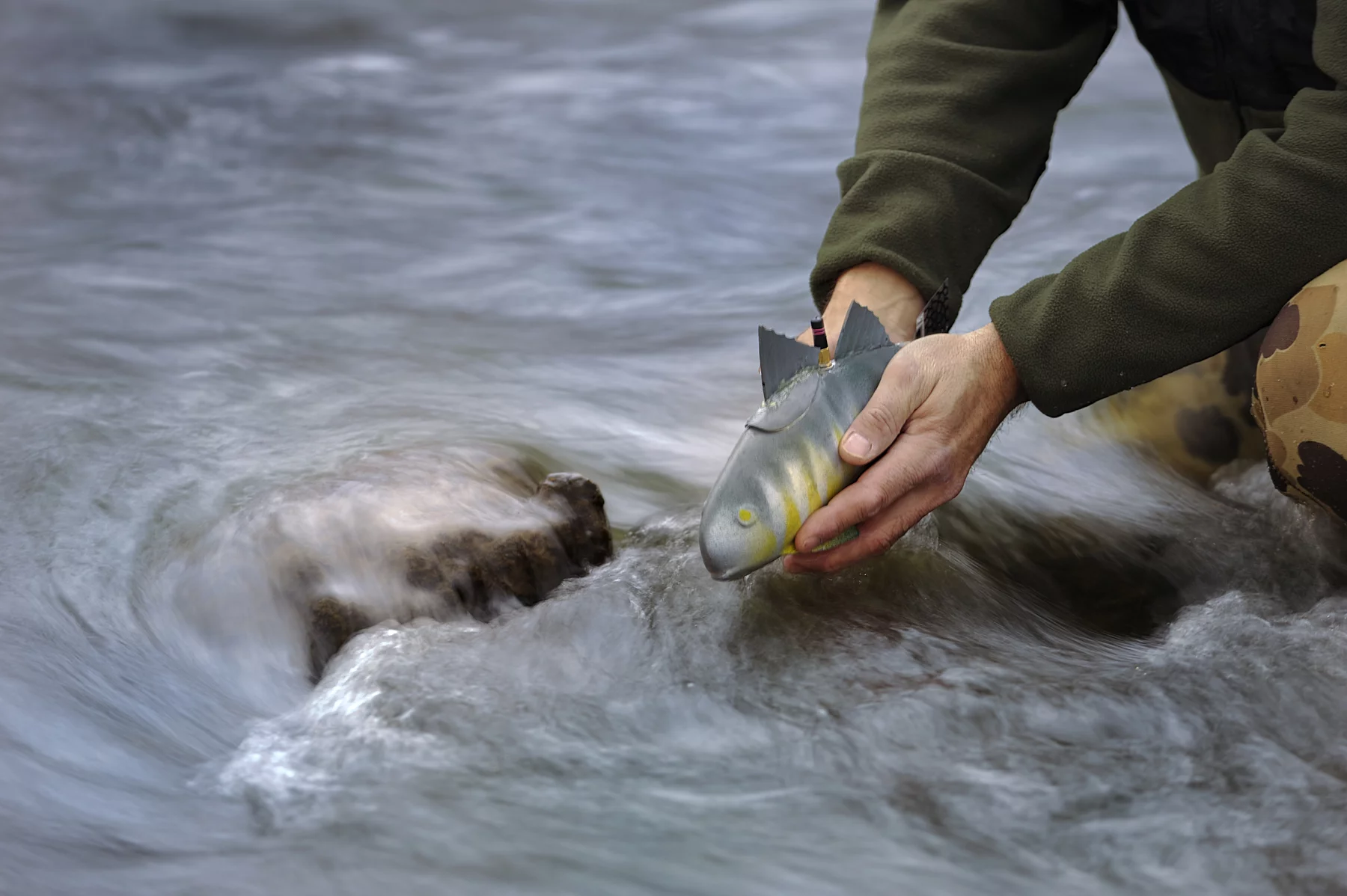 An earlier version of MSU's robot fish based on the yellow perch (Photo: Xiaobo Tan)