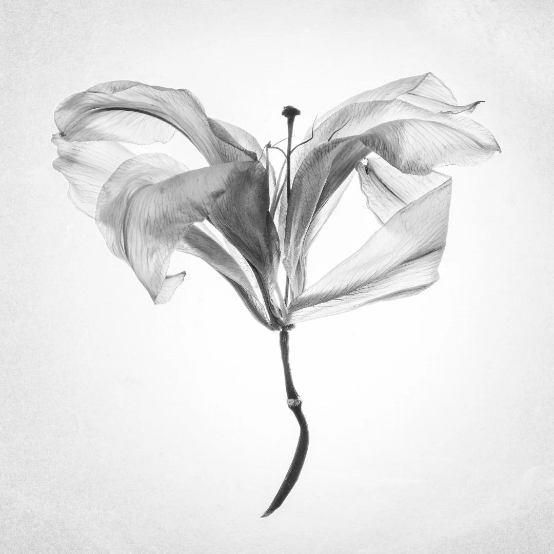 From a project titled "Dead Lilies" by Seizo Mori