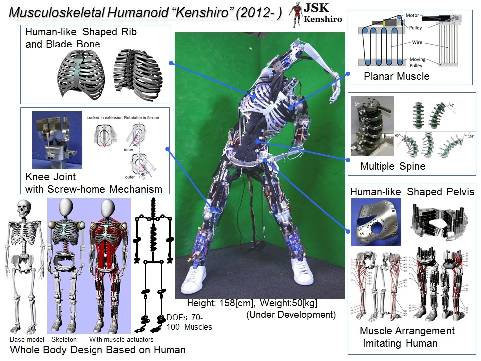 Kenshiro's proportions are based on the statistical average of a 12 year-old Japanese boy
