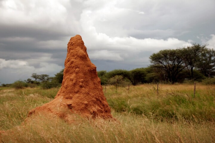 Researchers studied the mounds built by the Macrotermes michaelseni termites to find out how they are able to control the structure's internal climate