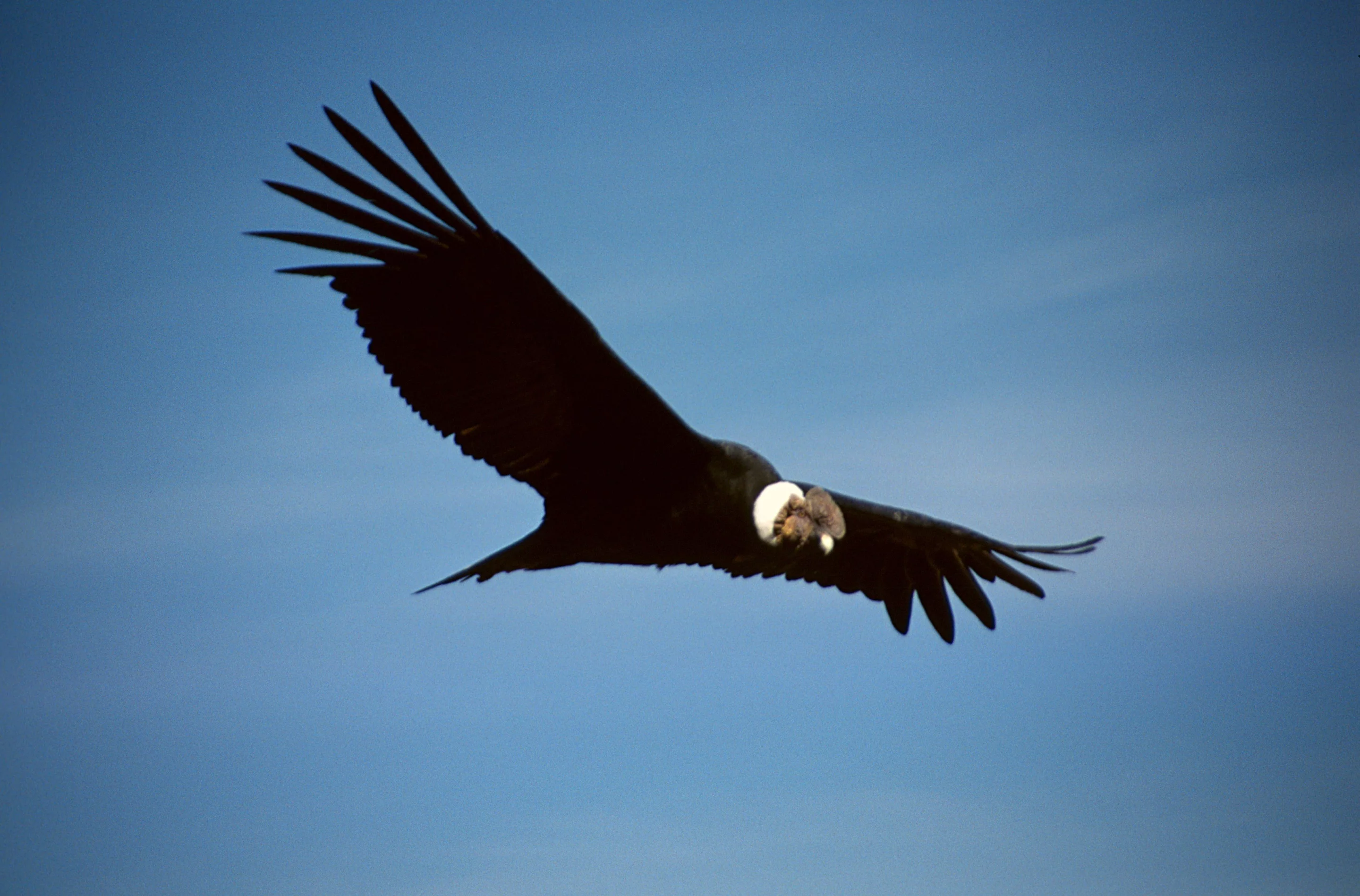 Skyflash's wings are based on those of the condor (Image: Colegota/Wikipedia)