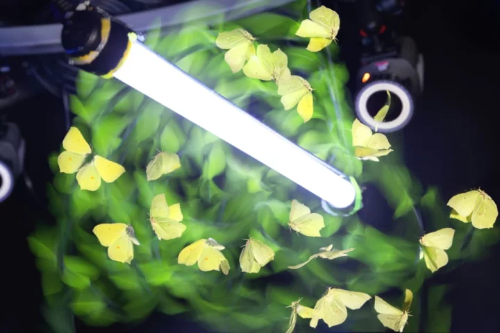 A swarm of moths flying around a light in the lab